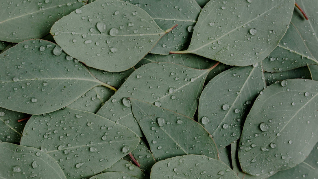 The Psychology of Scent