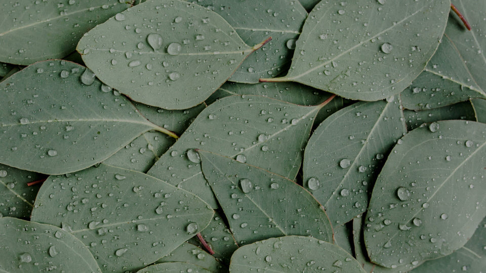 The Psychology of Scent